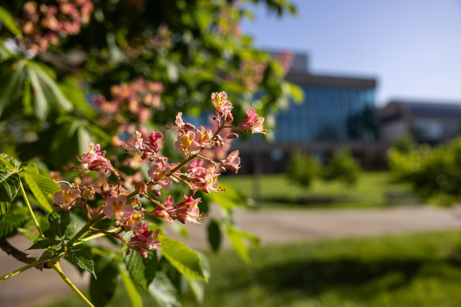 Flowers with a building in the background