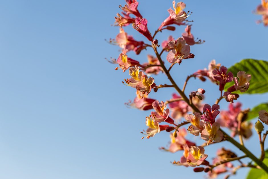 Flowers against a blue sky
