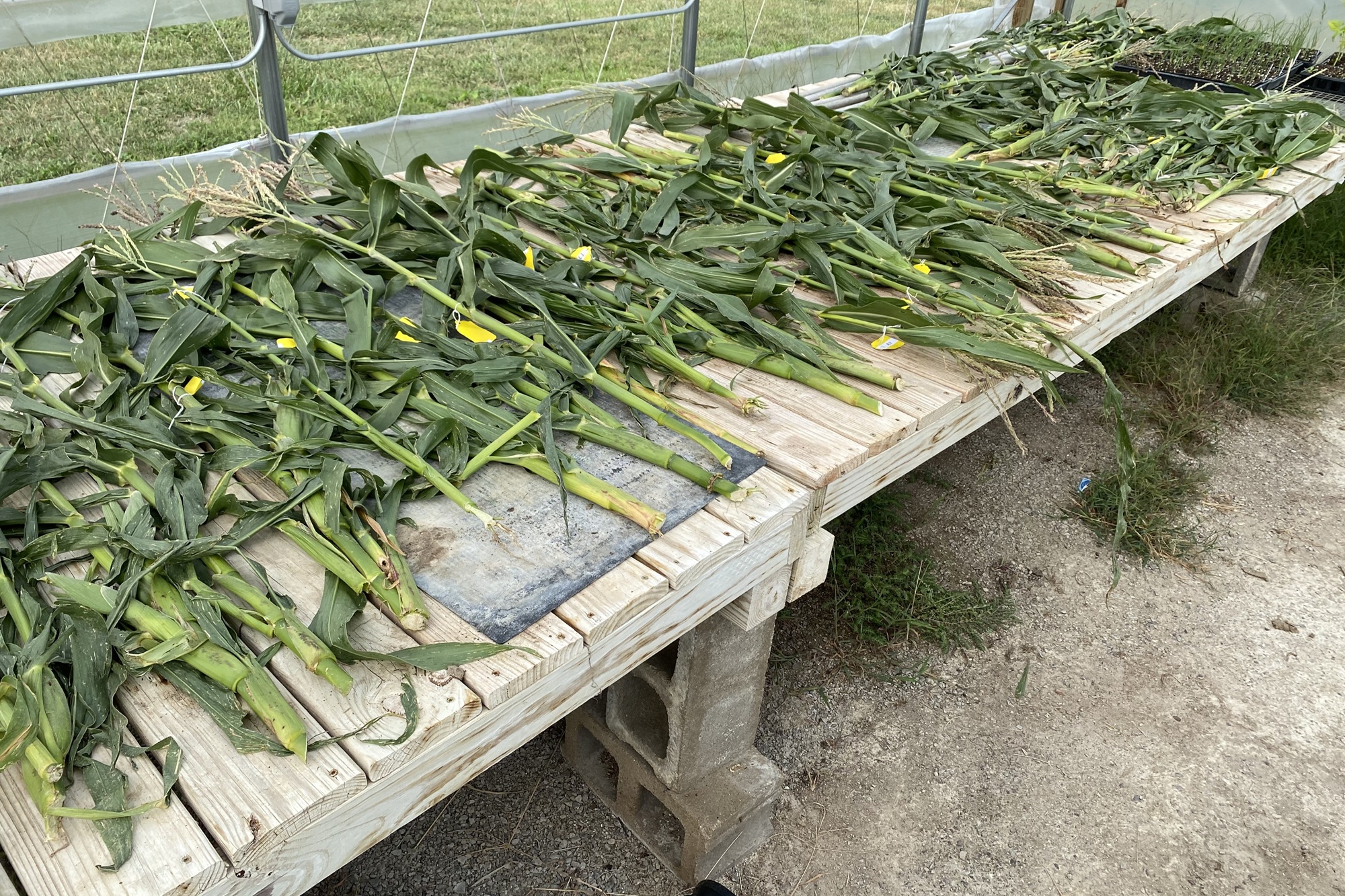 Corn stalks