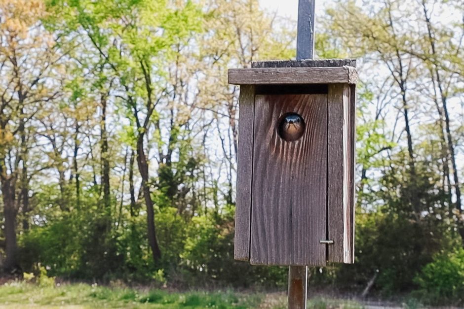 bluebird inside a birdhouse