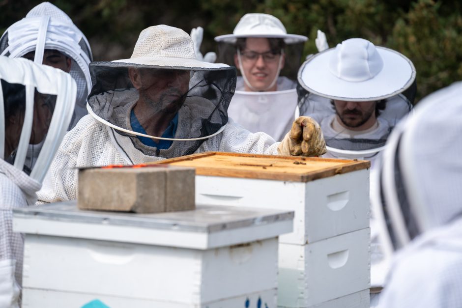 People in white bee suits looking at beehives.