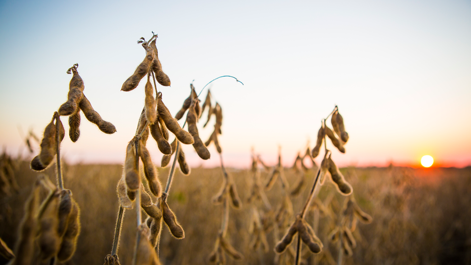 Soybeans in a field.