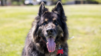 Maggie Moo, a long-haired Alsatian German shepherd