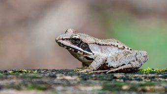 A wood frog on a log