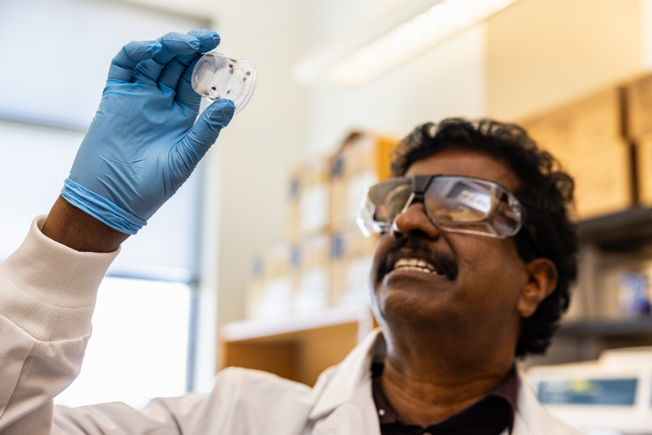 Roman Ganta looking at ticks.