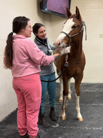 Beso being cared for by a team of Mizzou veterinarians.