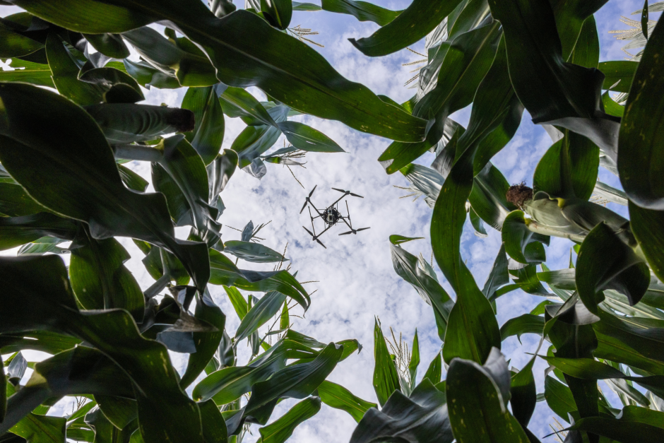 Drone over a cornfield