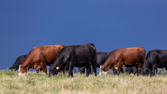 Cows in a field.