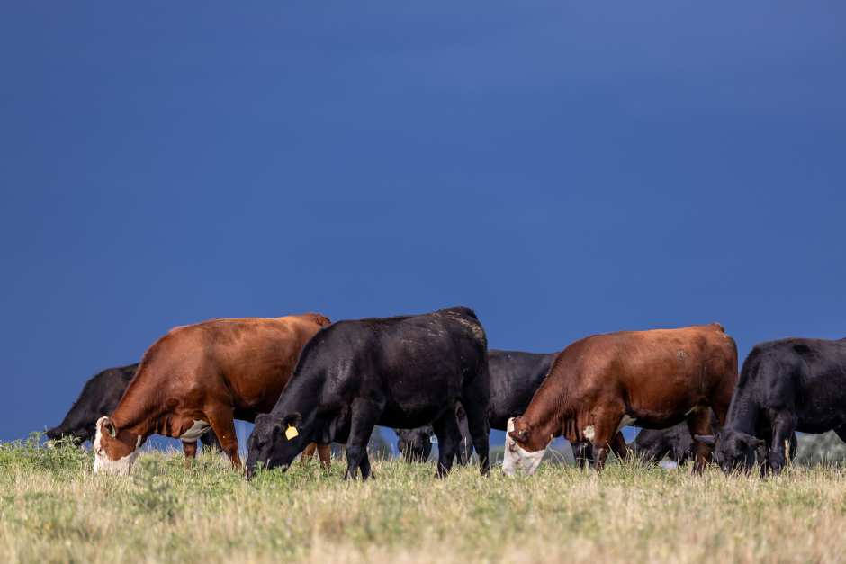 Cows in a field.