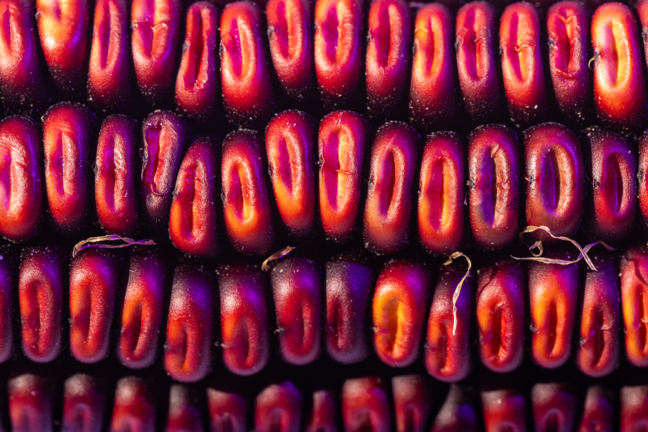 red corn kernels