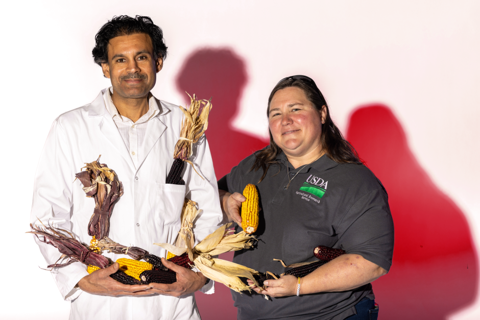 two researchers standing with ears of corn in a studio in front of a background with red shadows