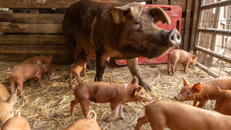 A pig and piglets walking around.