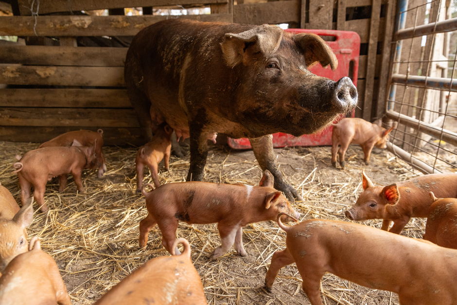 Pigs walking around.