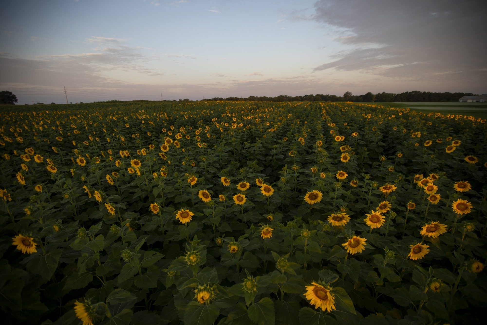 South Farm Sunflower Fields in full bloom in August of 2020