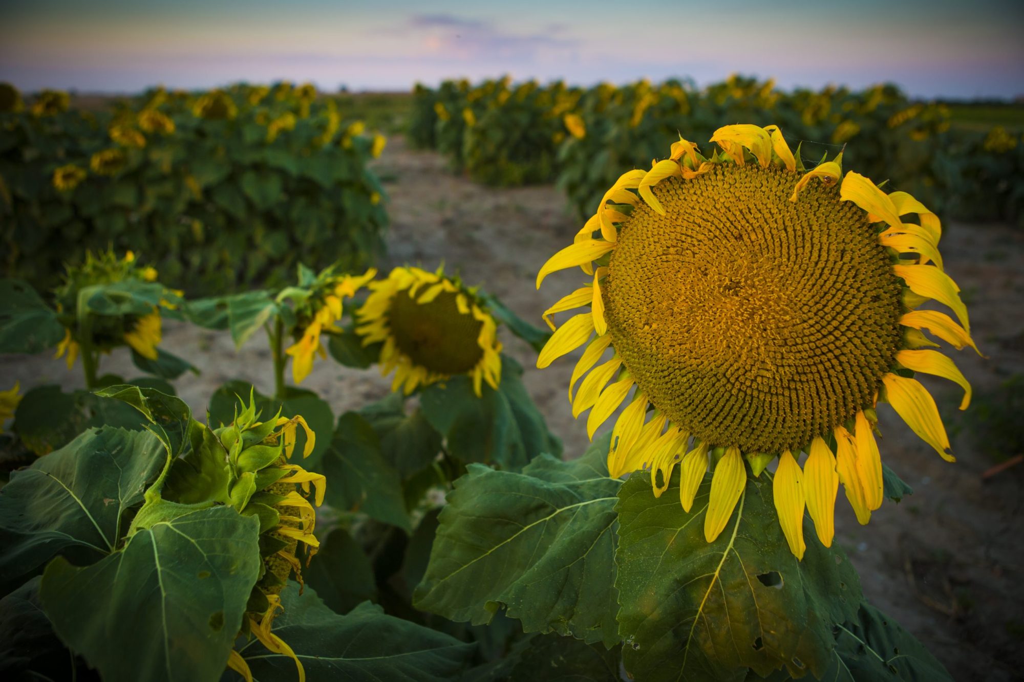 080326_Sunflower_11