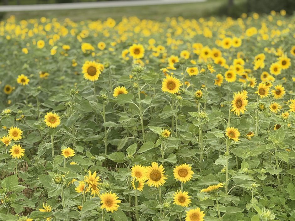 A surprise sunflower patch at South Farm.
