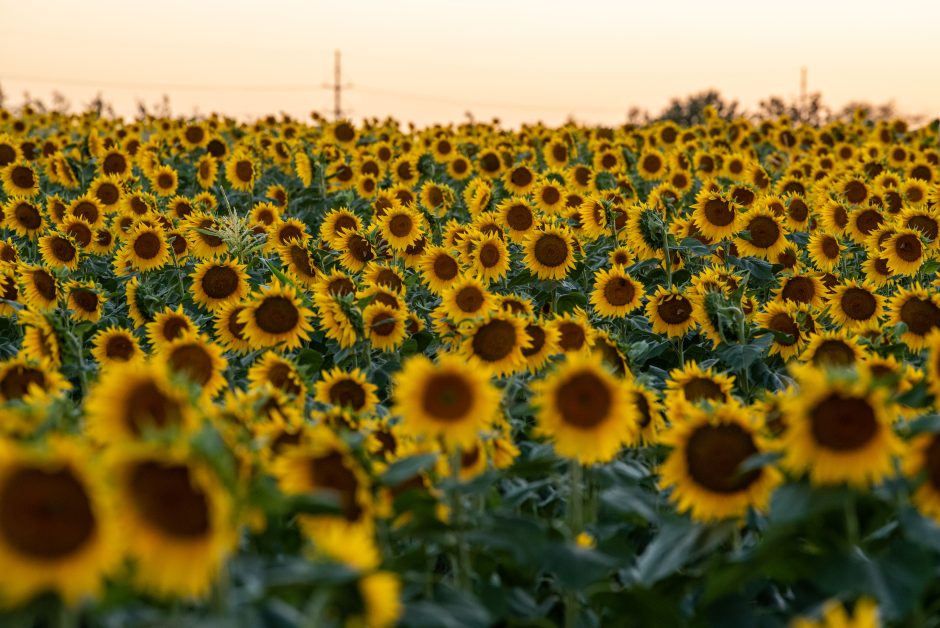 A patch of sunflowers in full bloom at South Farm.