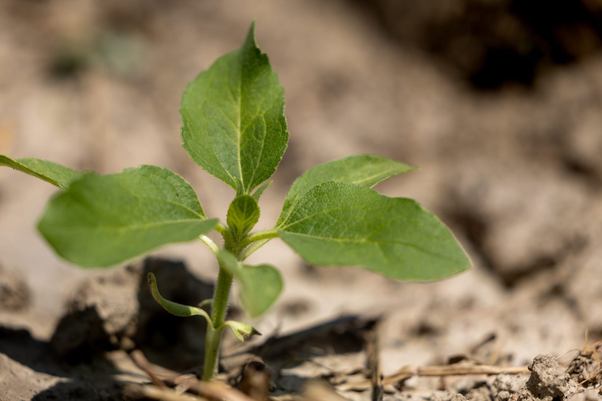 080326_Sunflower_7