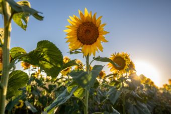 Single sunflower in the field at South Farm.