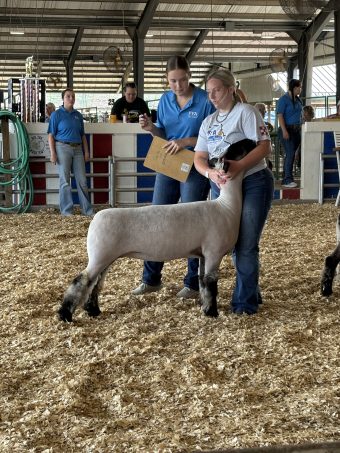 Kemper, 18, showing a sheep at the state fair.