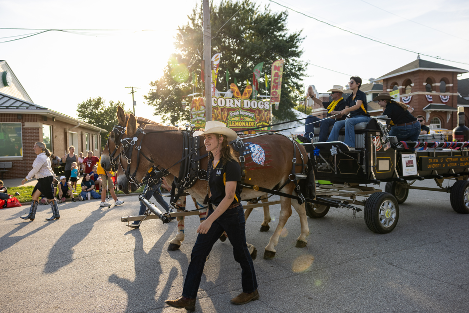 Mule team at parade
