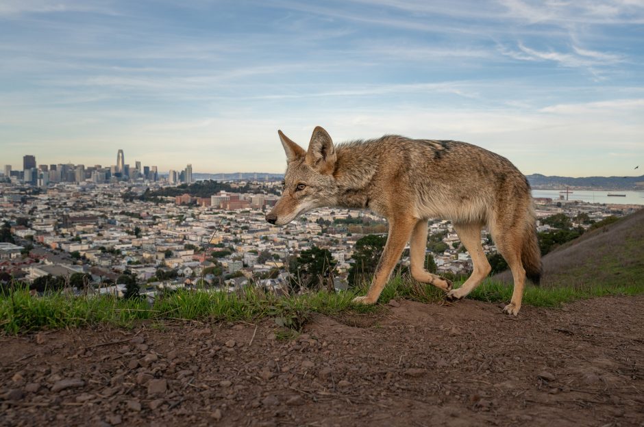 coyote overlooking the San Francisco Skyline