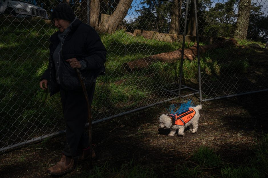 small dog wearing protective jacket