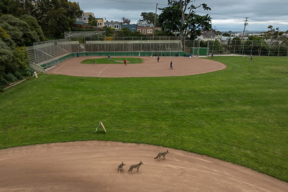 coyotes on a baseball field