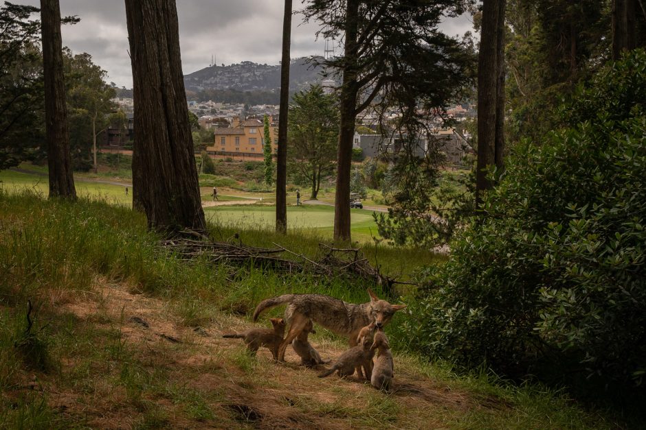 coyotes on a golf course