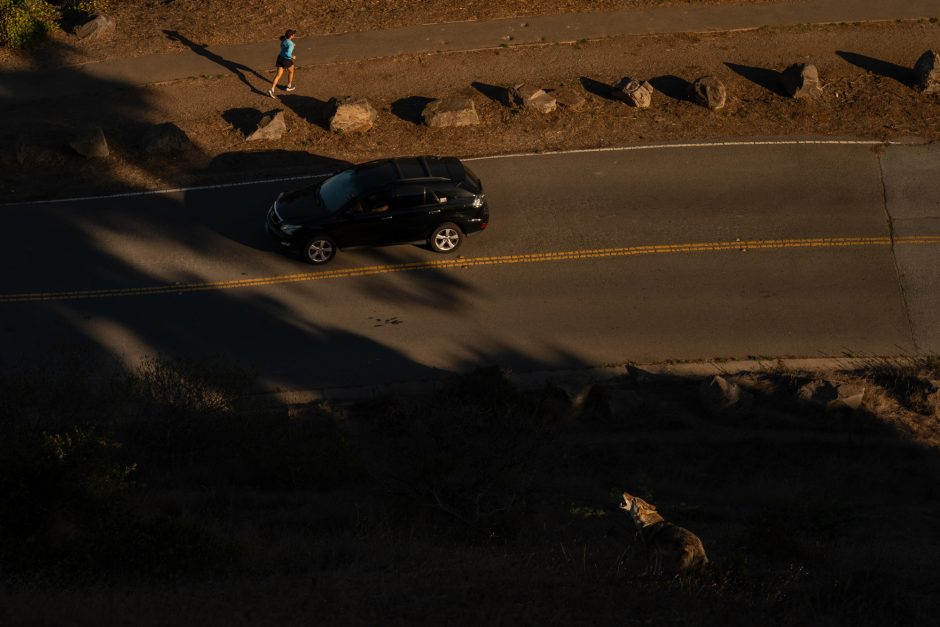 coyote howls at a car