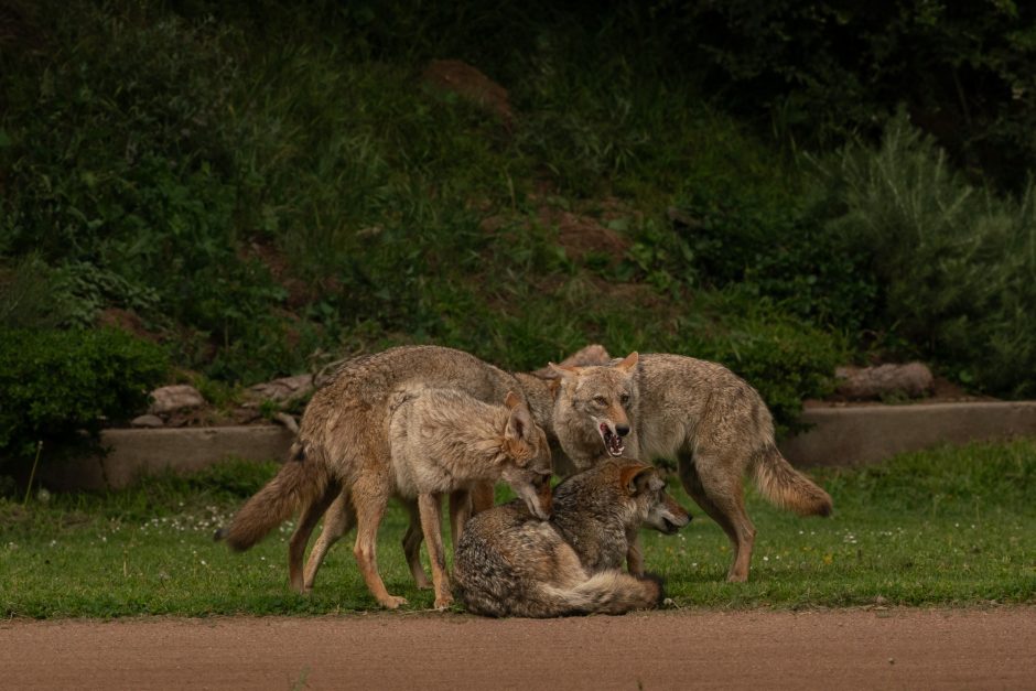coyotes in an urban neighborhood