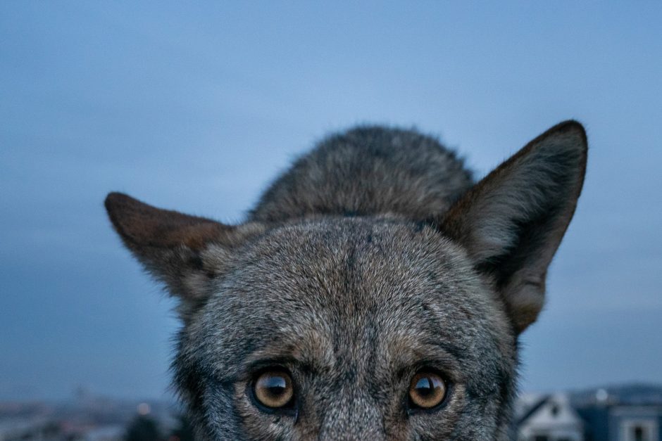 coyote looking at camera