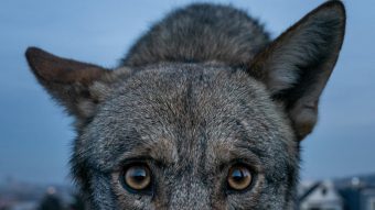 coyote looking at camera