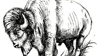 bison