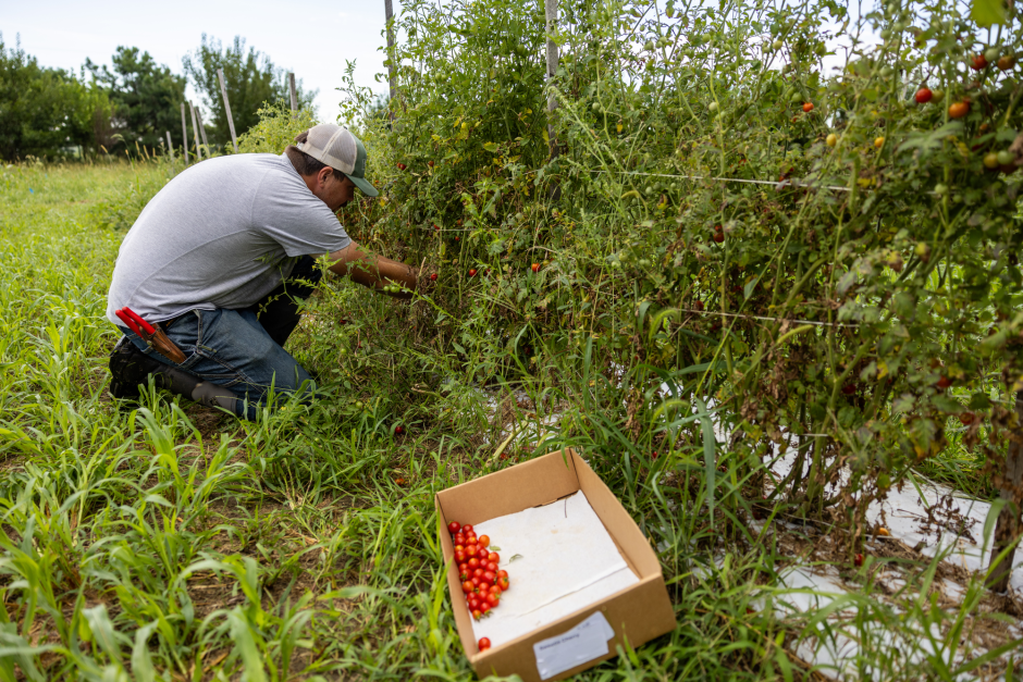 a student works on picking tomatoes from a row