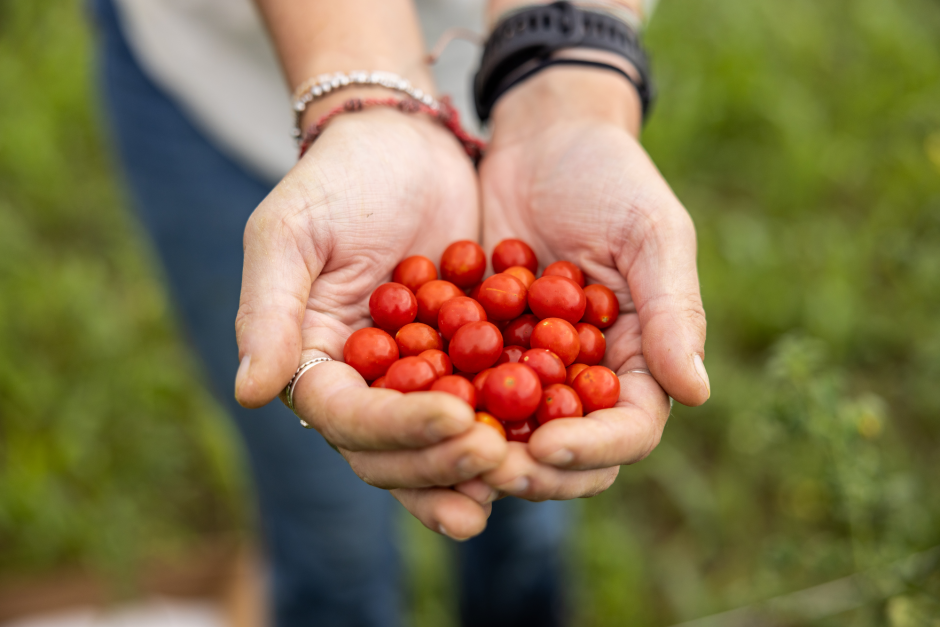 a student holds a handful of cherry tomatoes in her hands
