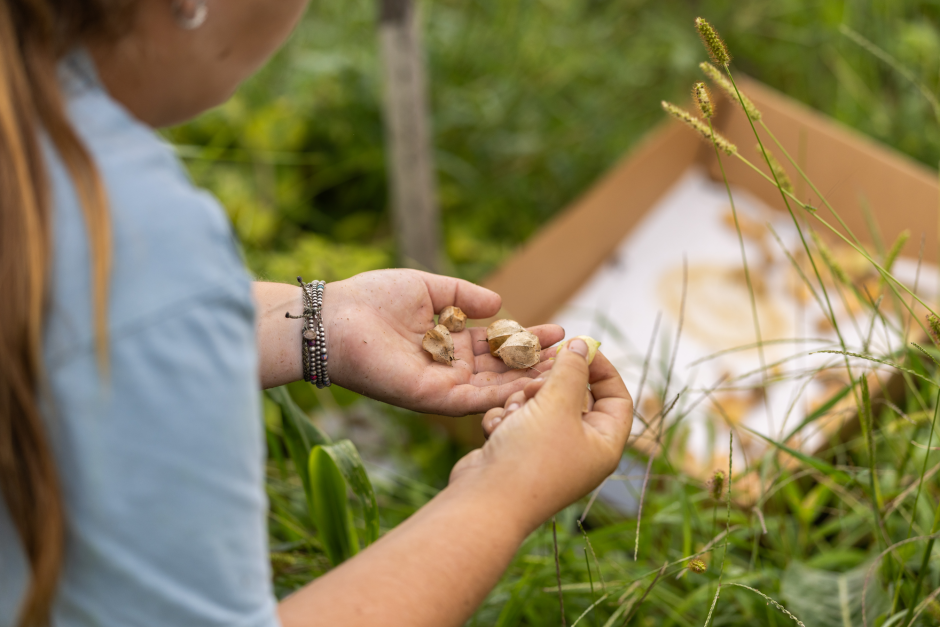 A student examines several ground husk cherries in her hands before adding to a box of picked tomatoes