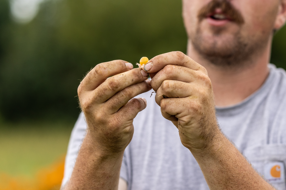 William Lee holds a ground husk cherry tomato in his hands
