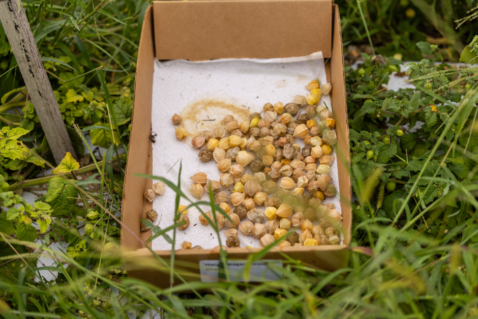 A box of ground husk cherry tomatoes