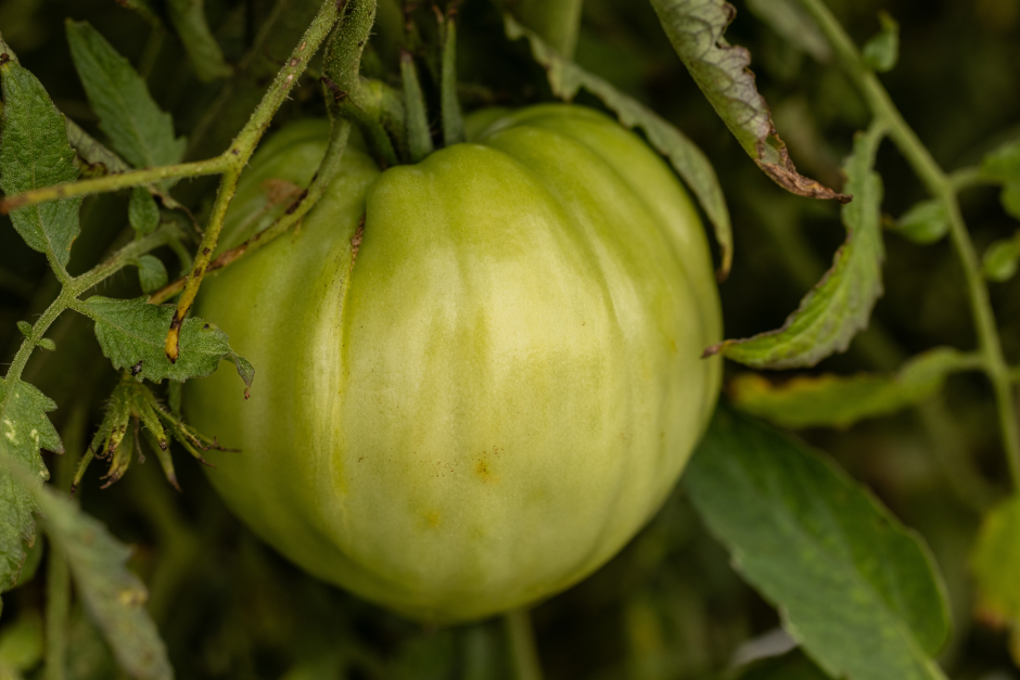a green tomato on a vine