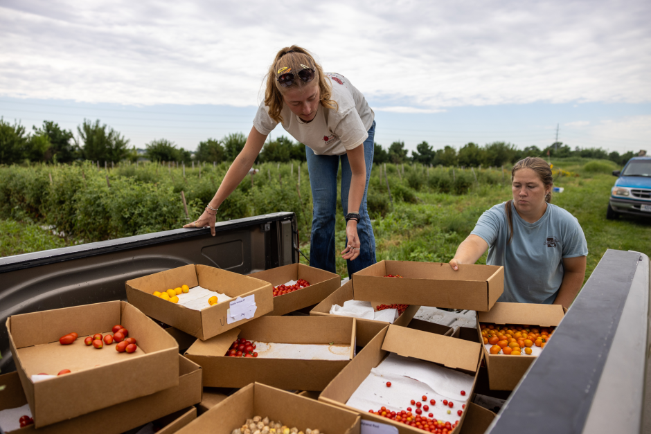 two students load boxes of freshly picked tomatoes into the back of a pickup truck