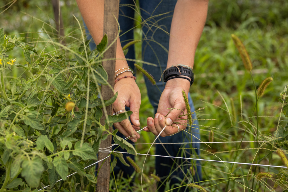 Hands of a student working on fixing twine between tomato plants