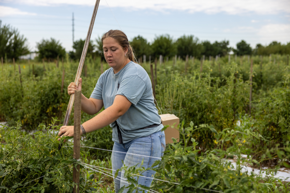 a student adds twine to a row of tomato plants