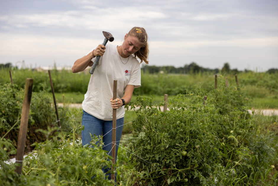 a student hammers a tomato stake back in the ground