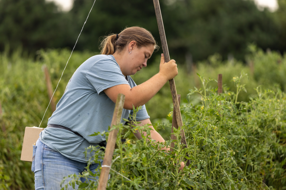 student working on a row of tomato plants