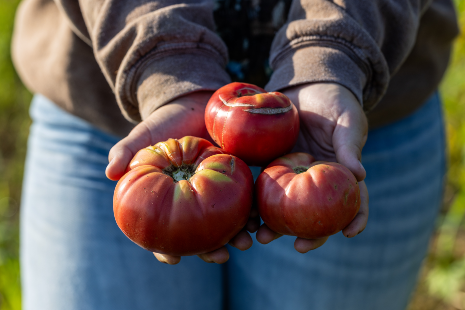 a student holds three tomatoes in her hands
