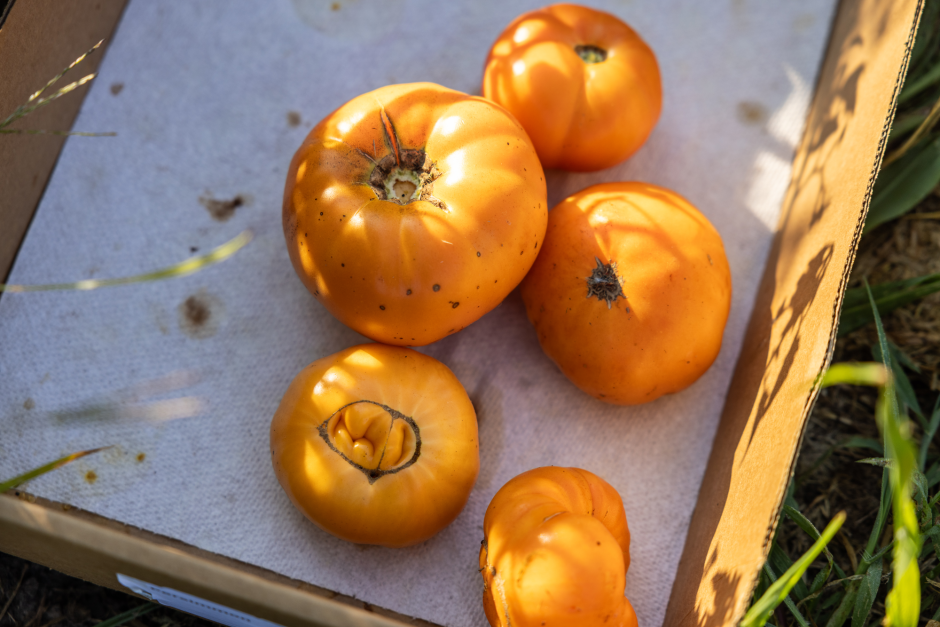 a box of tomatoes