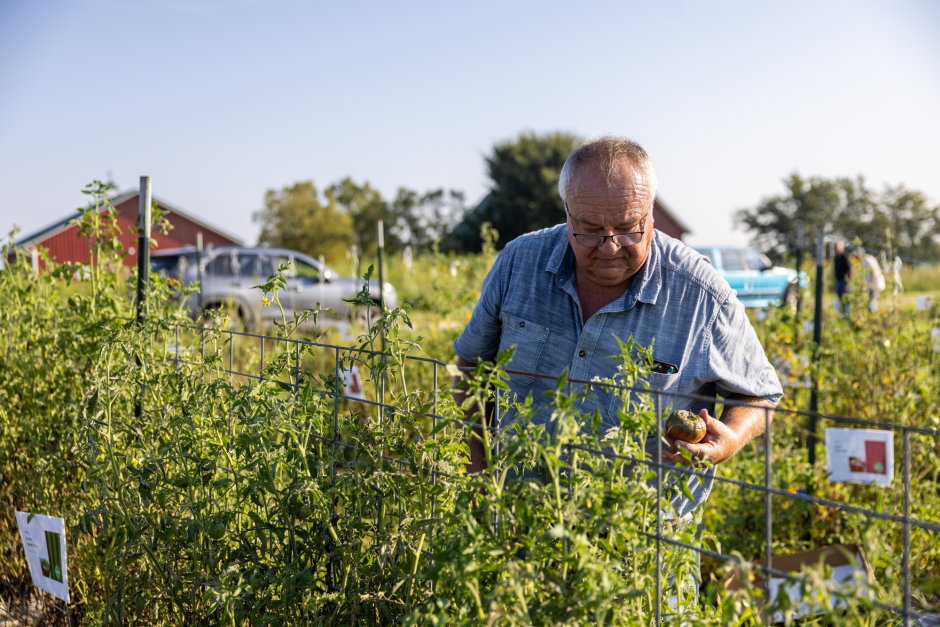 Tim Reinbott checks on the health of a tomato crop