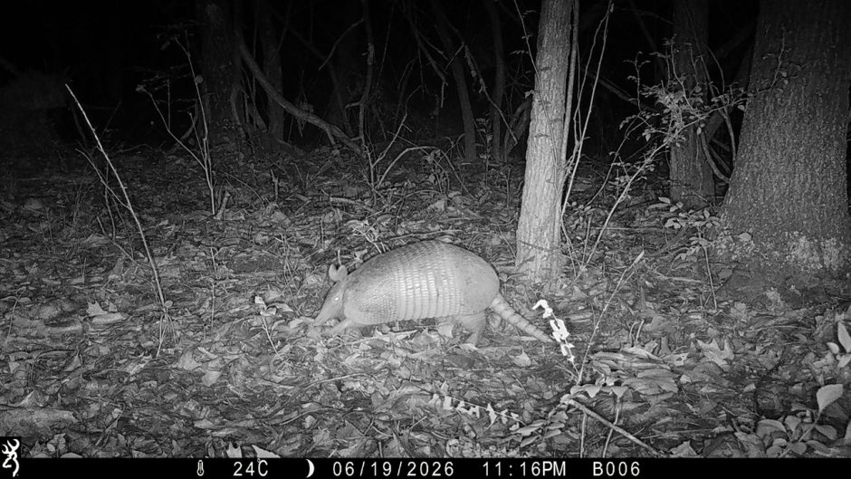 trail camera photo of an armadillo