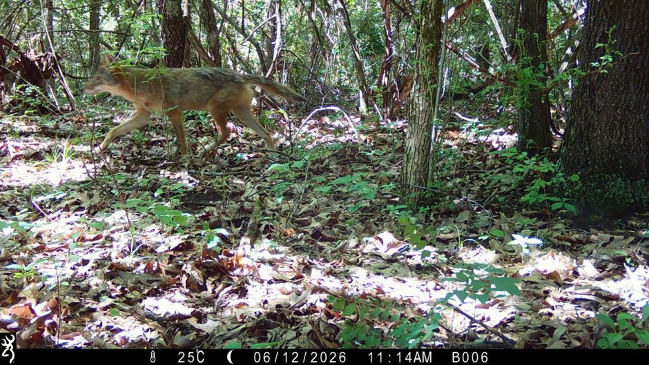 trail camera photo of a coyote